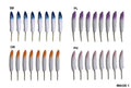 MG Traders Feather Feather Hard Mini 2 Shade Single 8Pcs (F2T)  (Pack of 3)