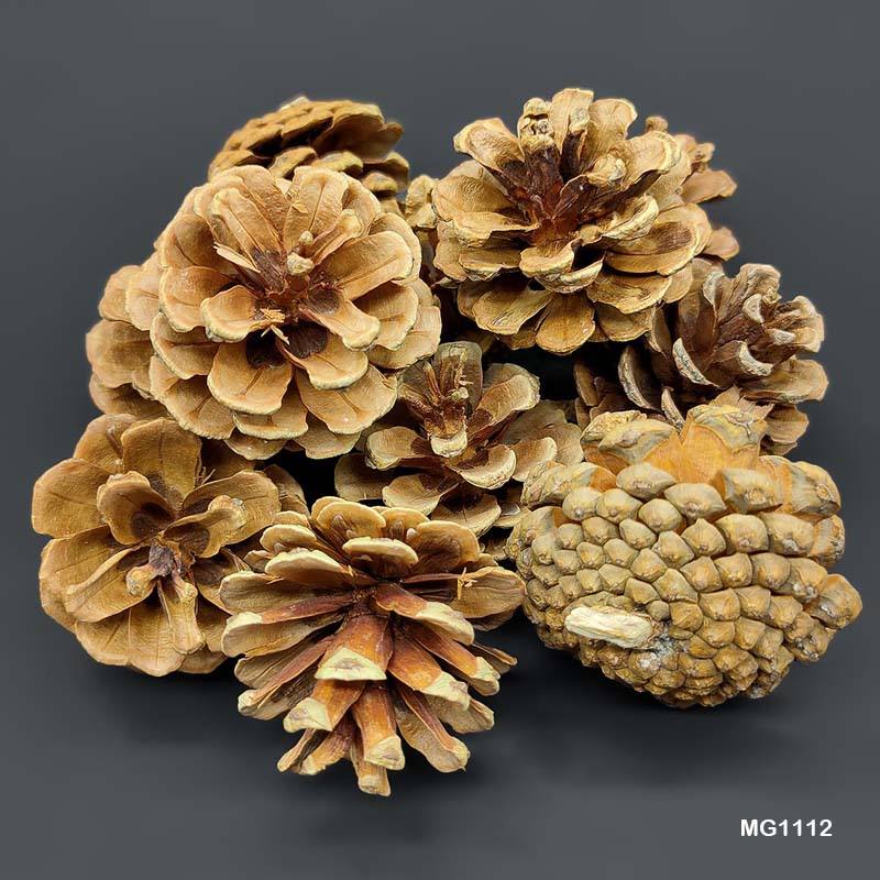 MG Traders MDF & wooden Crafts Wood Flower Pine Cone (Mg1112)