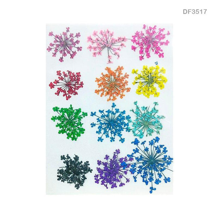 Premium multi-color  Dry Flower Sheet  l Pack of 1 contains 12  pcs