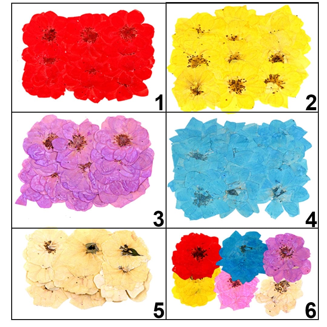 Ravrai Craft - Mumbai Branch Resin Art Dry Flowers Dried Flowers Pressed 12Pcs