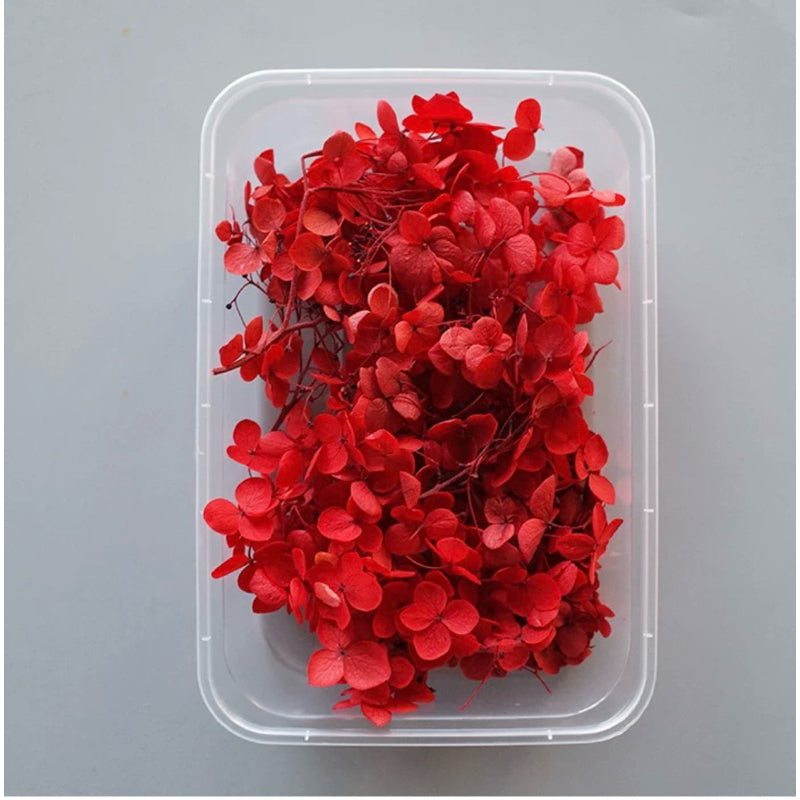 Red Dried Flower Box 10gsm | For Craft, Candle & Resin Art l Pack of 1