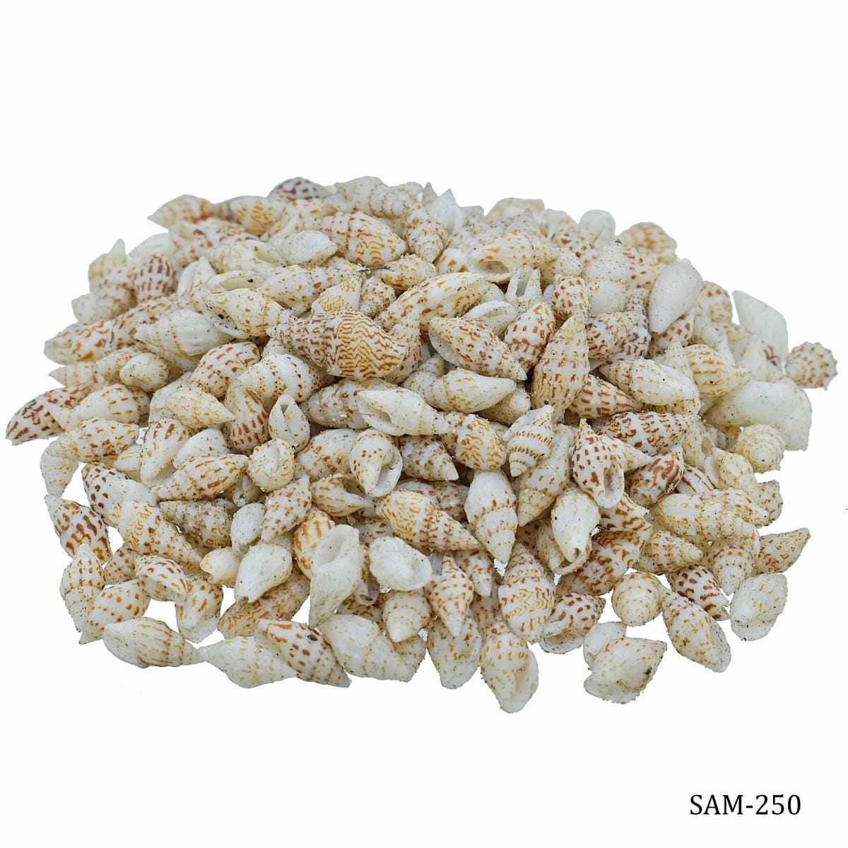 Shells Dori Sangv Mani 100gm
