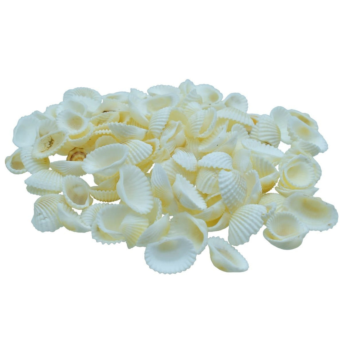 jags-mumbai Resin Shells for resin art (Contain 100 Unit)