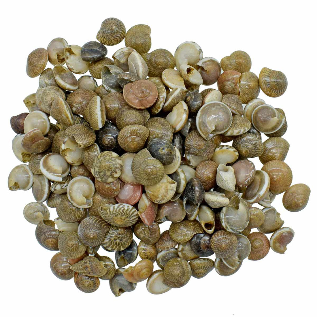 jags-mumbai Resin Shells for resin art (pack of 50gm)