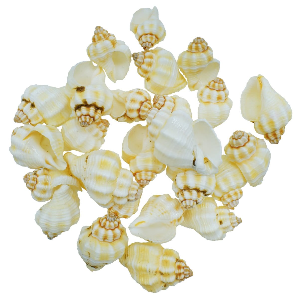 jags-mumbai Resin Shells for resin art (pack of 50gm)