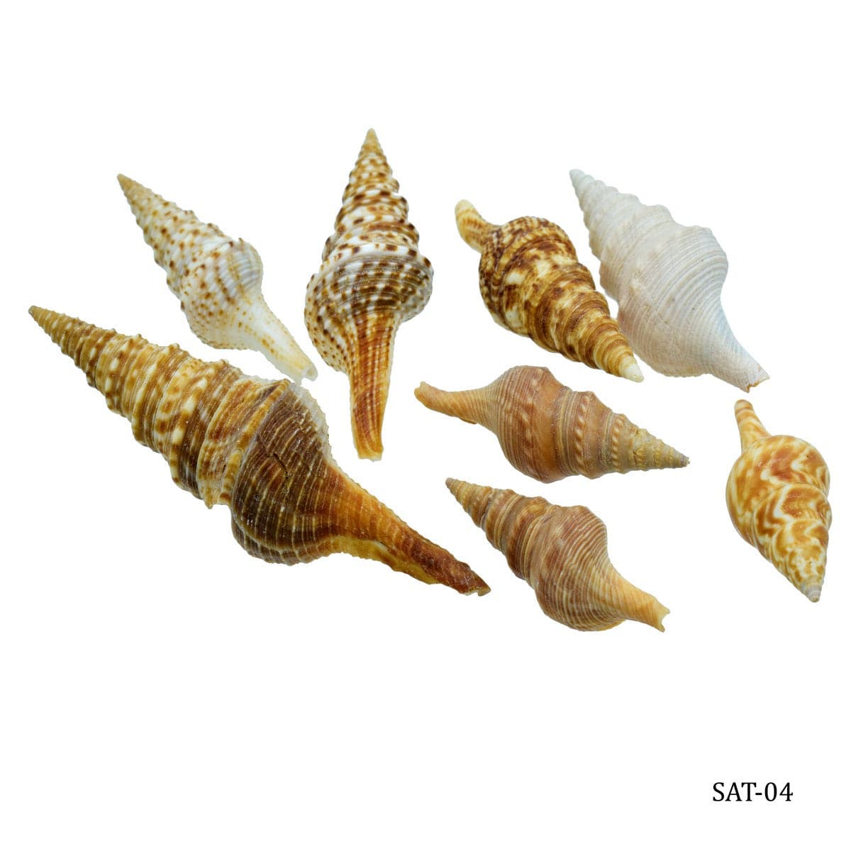 jags-mumbai Resin Shells for resin art (pack of 50gm)