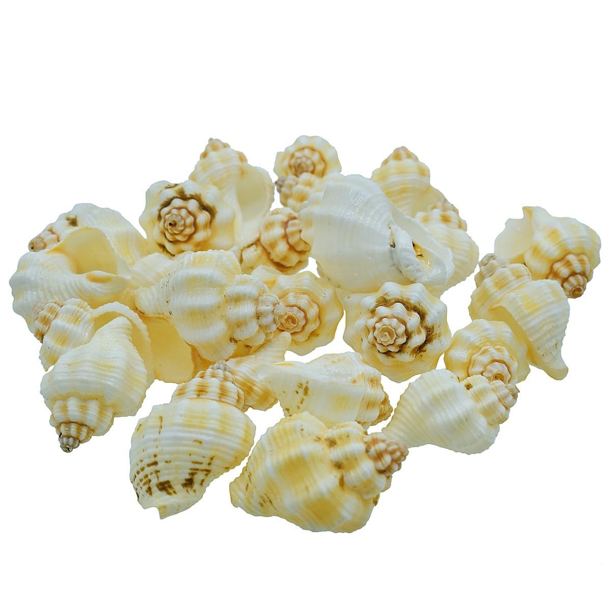 jags-mumbai Resin Shells for resin art (pack of 50gm)