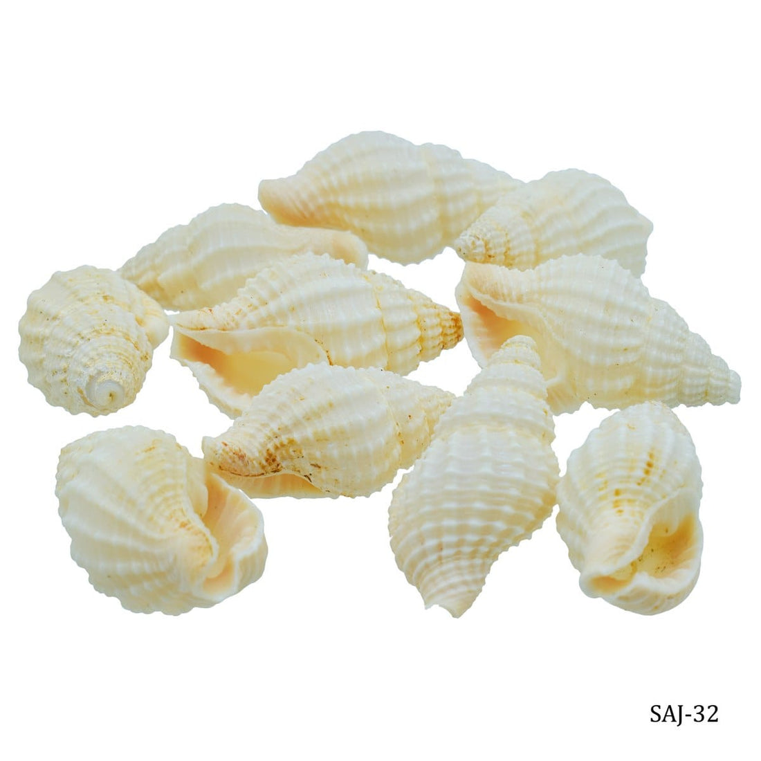 jags-mumbai Shells Accessories Shells Jasmine 10pcs SAJ-32