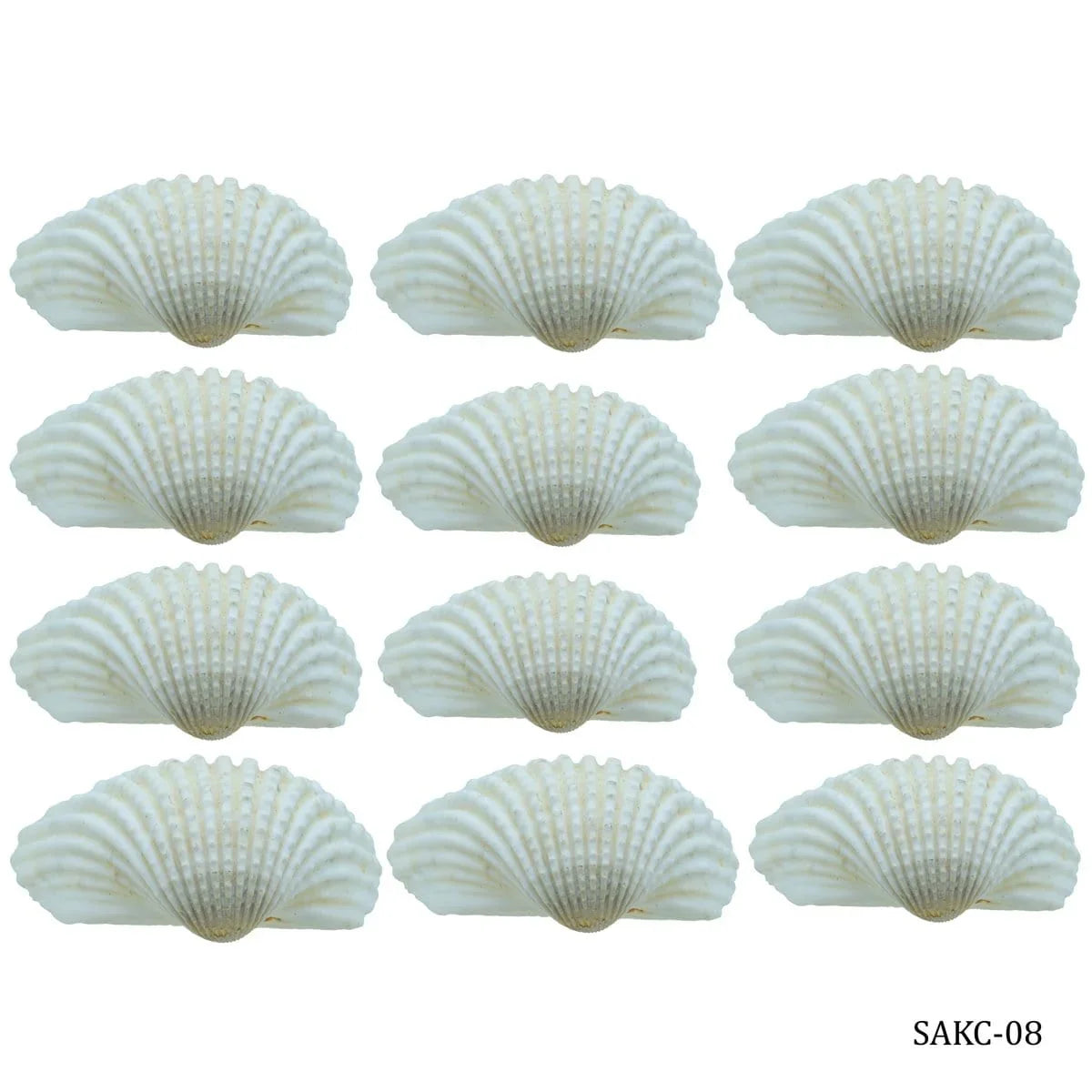 Shells kakinada Chippi 100gm SAKC-08