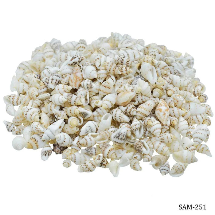 Shells Sangv Mani 100gm