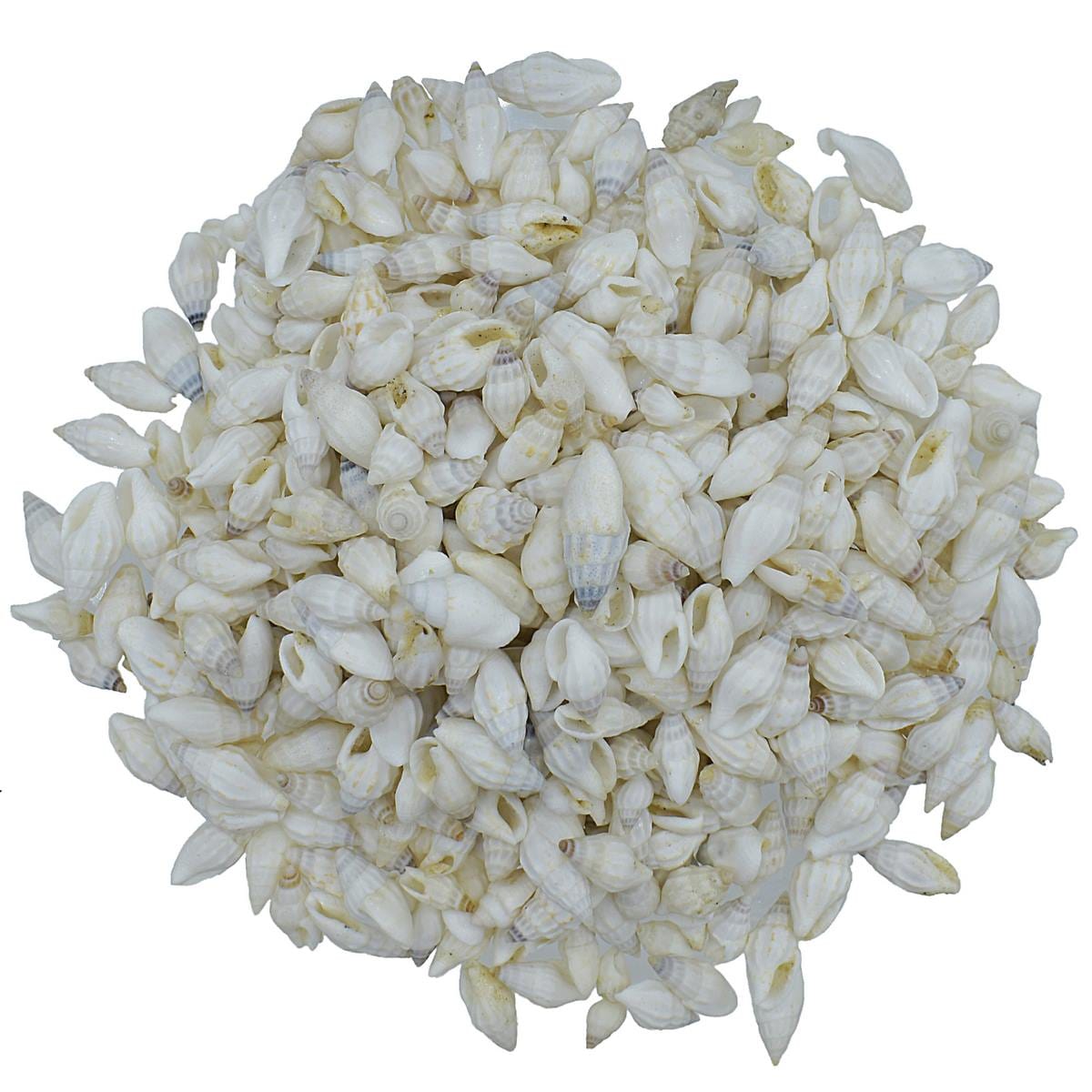 jags-mumbai Shells Accessories Shells White Oori Sangh Mani 100gm SAW-64