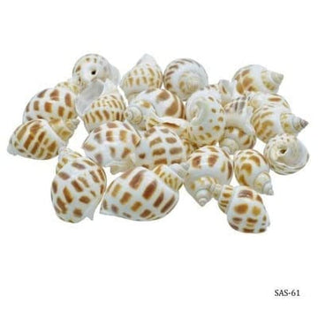 Jags Shells for resin art (pack of 50gm)