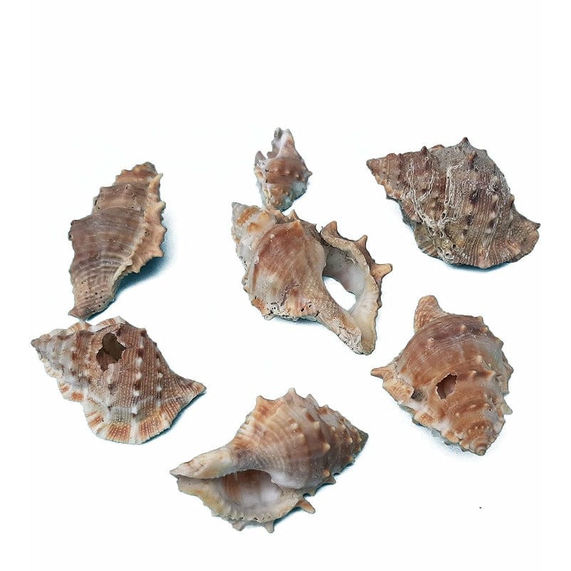 Jags Shells for resin art (pack of 50gm)