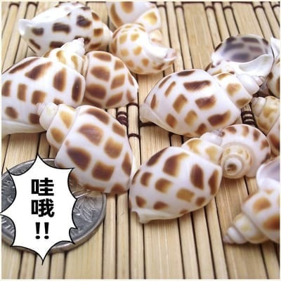 Jags Shells for resin art (pack of 50gm)